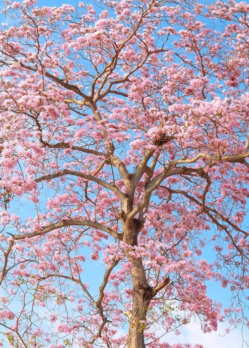 Árbol con flores rosas contra el cielo