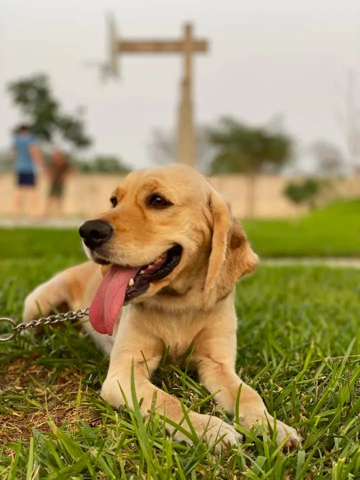 Perro descansando en el pasto del parque