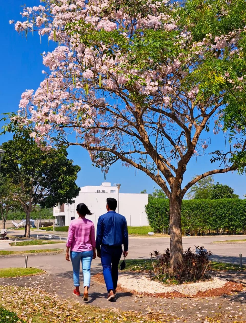 Pareja caminando por un sendero bajo un árbol en flor